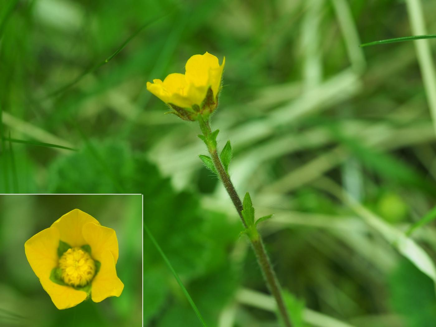 Avens, (sylvaticum) flower